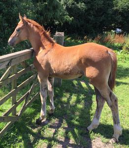 Performance Horse Foals